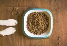 fresh dog food, dog bowl, dog kibble