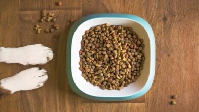 fresh dog food, dog bowl, dog kibble