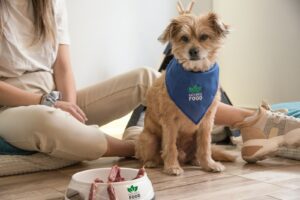 a dog sitting on the floor with a bandana around its neck